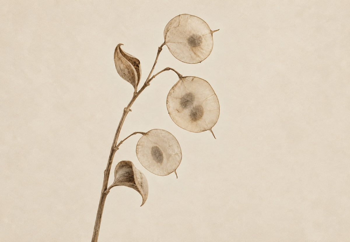 Rama seca de lunaria (Horizontal)