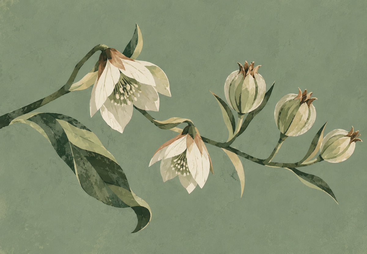 Christrosenzweig in Blüte (Querformat)
