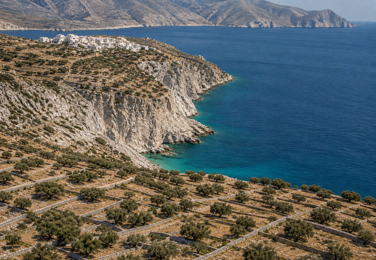 Greece - The terraced olive trees above the cliff (Landscape)