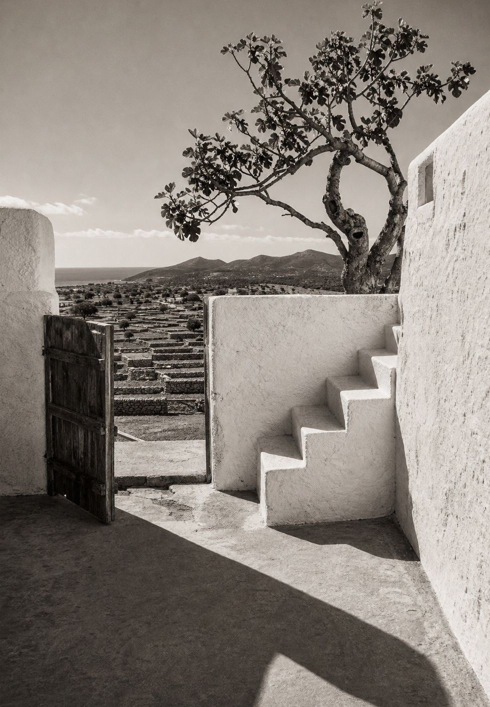 Ibiza - Die Treppe unter dem Feigenbaum