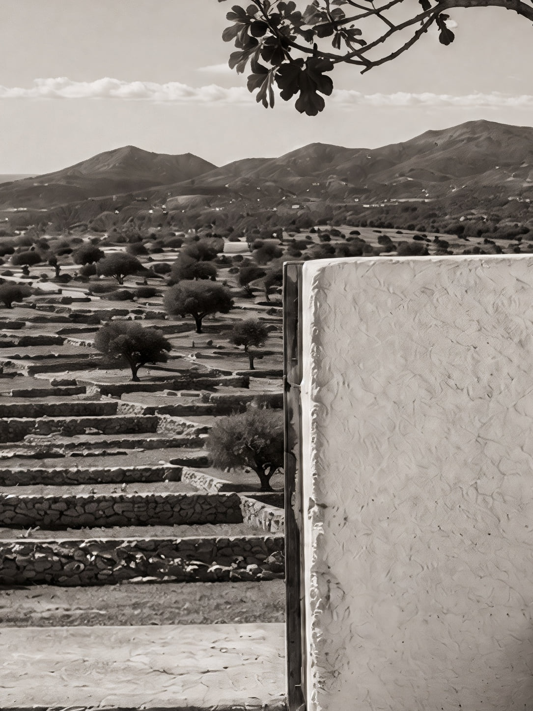 Detail a taille reelle du tirage, affiche ibiza l escalier et le figuier paysage