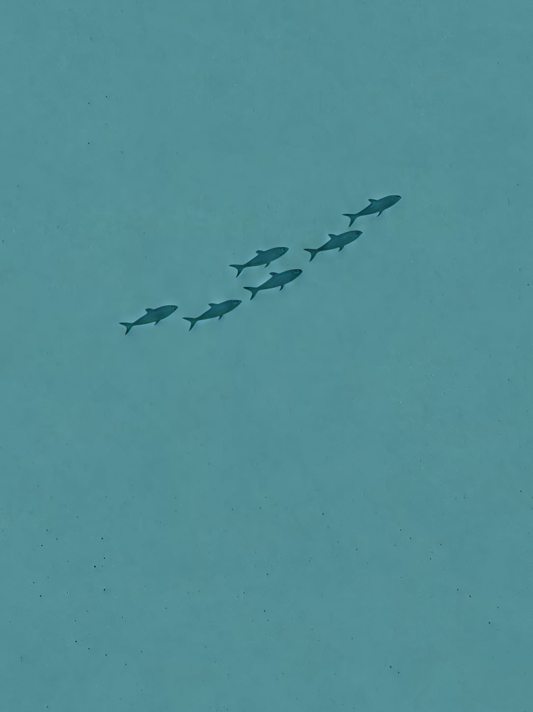 Detail a taille reelle du tirage, affiche mer banc de poissons dans le bleu