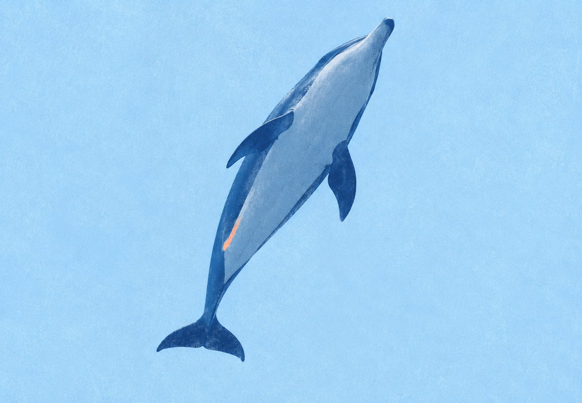 Diving Dolphin (Landscape)