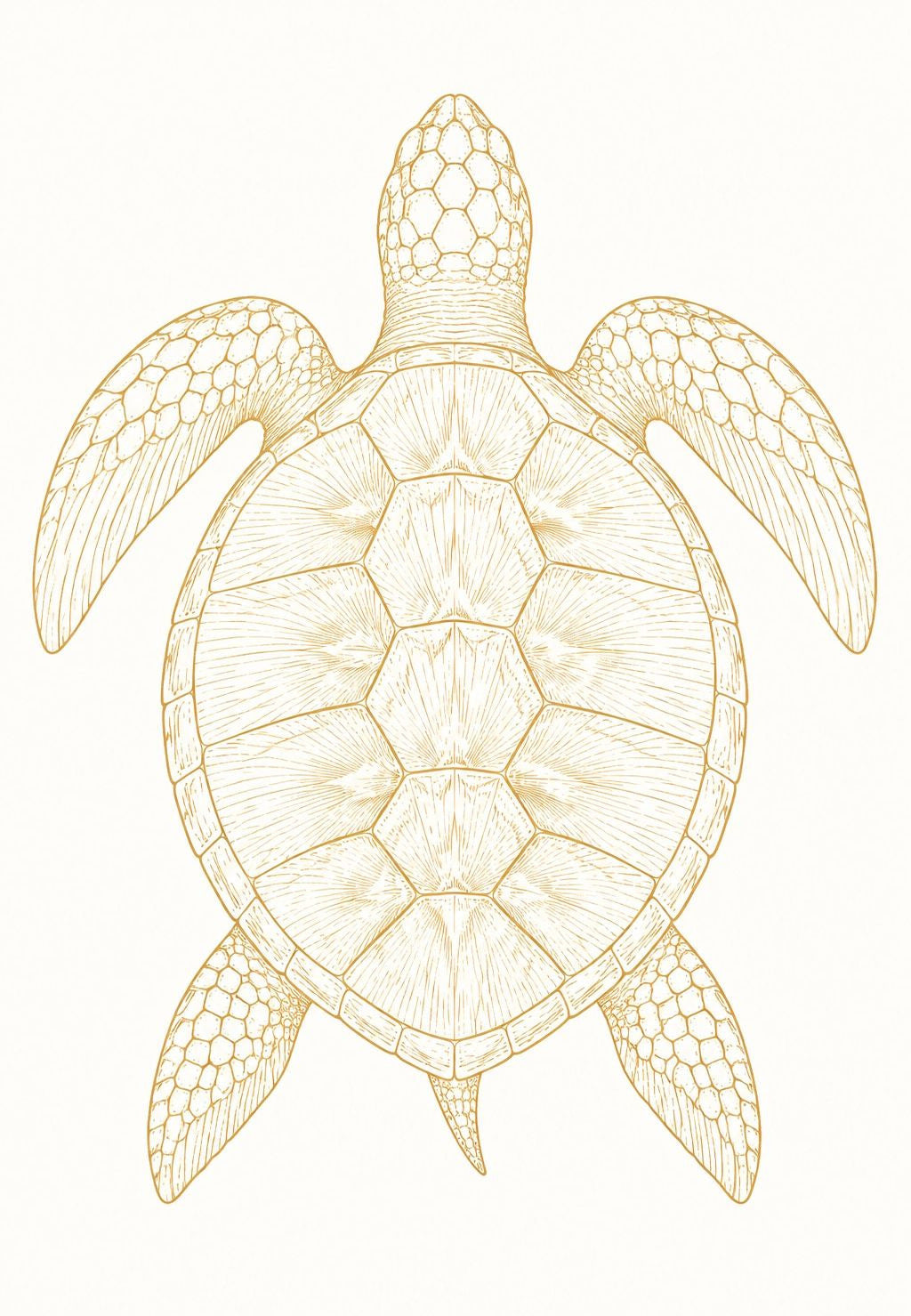 Sea Turtle in Ochre Line