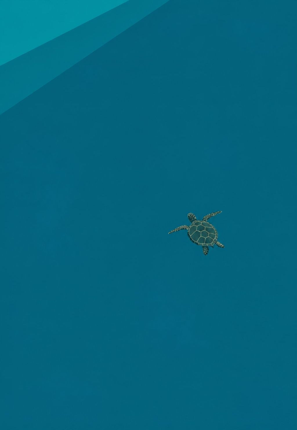 Tartaruga marinha no azul infinito