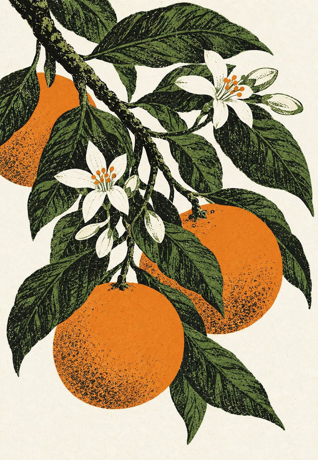 Blühender Orangenzweig