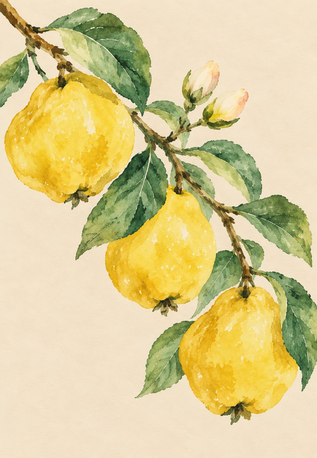 Ramo di cotogne in fiore