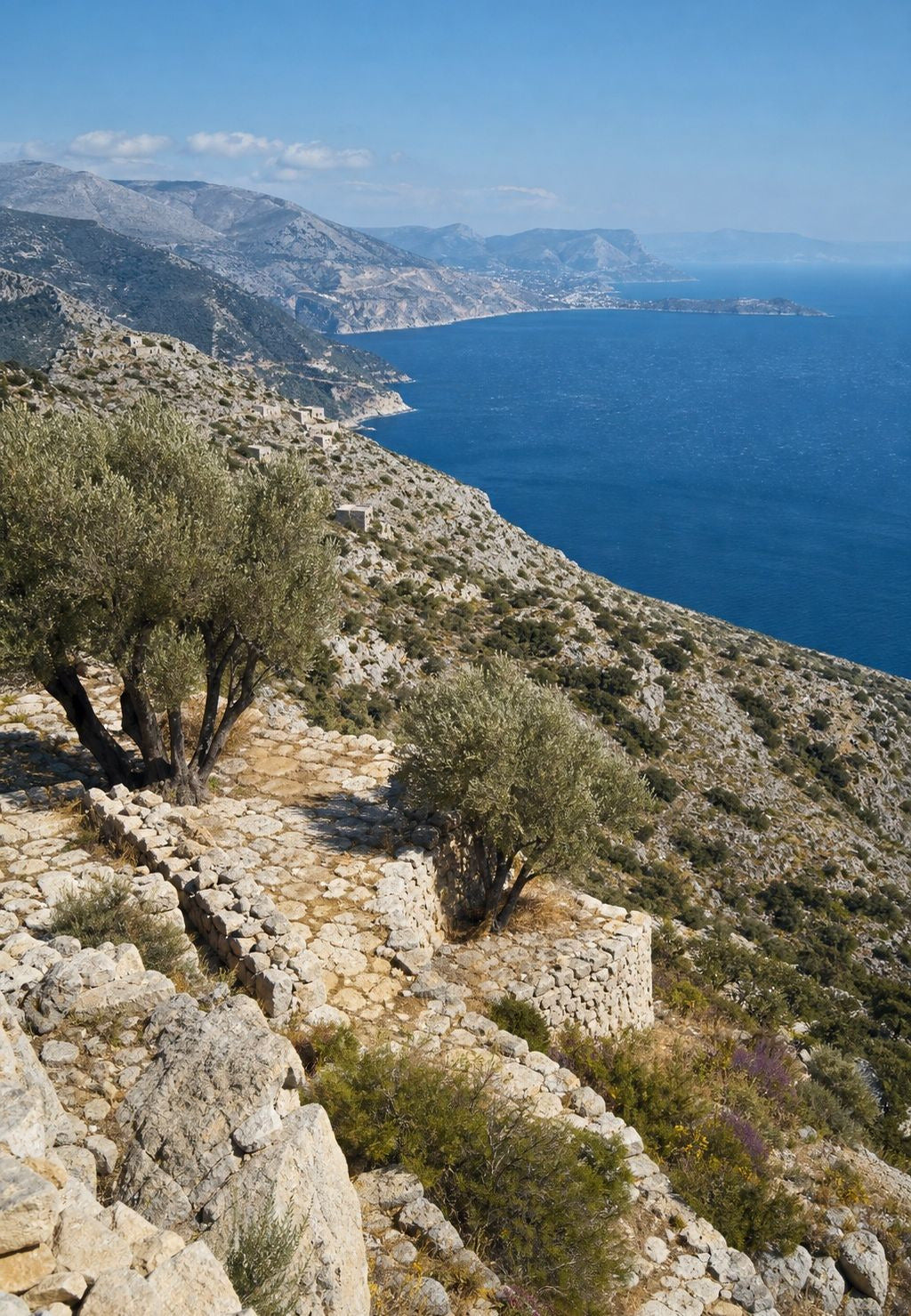 Οι ελιές πάνω από τον κόλπο