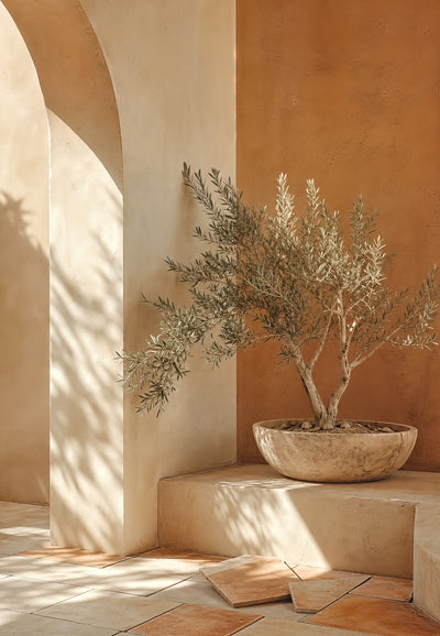 Provence - Der Olivenbaum in seinem Becken