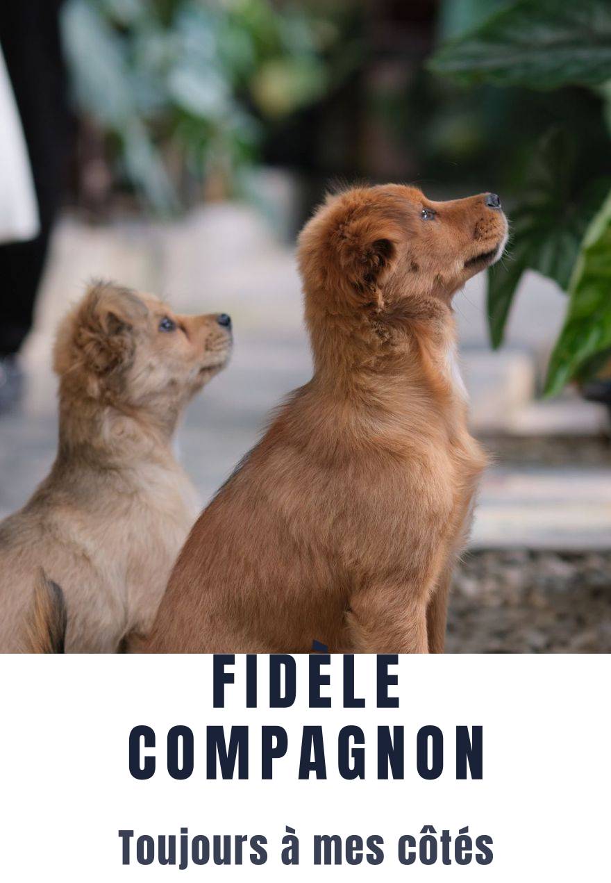 Custom photo poster, photo of two dogs with a title under the image